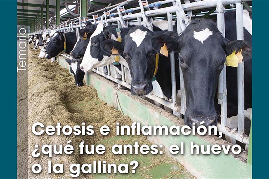 Cetosis e inflamaci�n, �qu� fue antes: el huevo o la gallina?