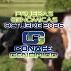 Actualizaci�n de las pruebas gen�micas de Hembras CONAFE octubre 2026