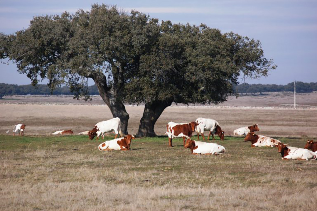 RealidadGanadera La hipersensibilidad social a la temática ganadera