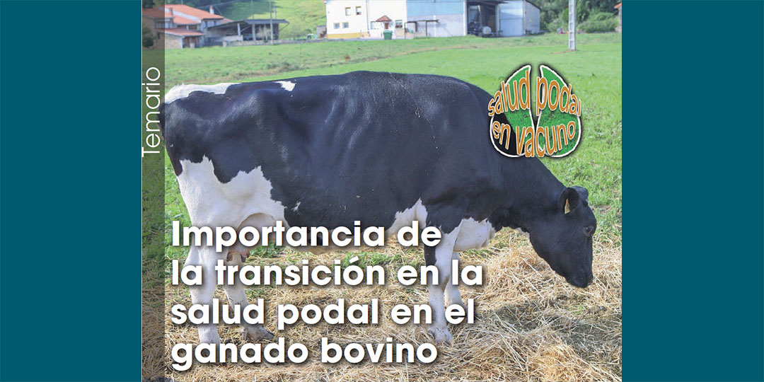 Importancia de la transición en la salud podal en el ganado bovino