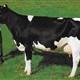1986: Cobertoria Luminosa (Cobertoria, Asturias)