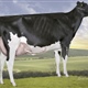 2012: Espinal Goldwyn Patricia (La Flor y Ponderosa Holstein, Cantabria)