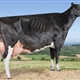 2016: Pacho Goldwyn Telva (Badiola y Casa Pacho, Asturias)