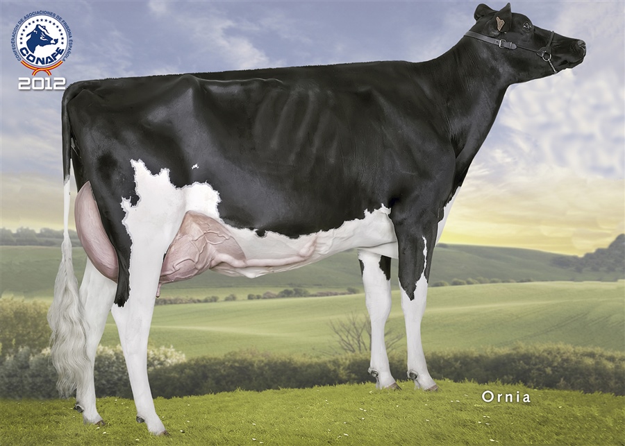 2012: Espinal Goldwyn Patricia (La Flor y Ponderosa Holstein, Cantabria)