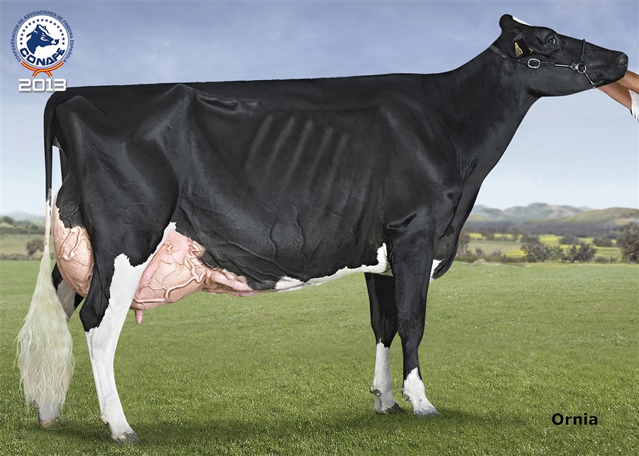 2013: Pacho Goldwyn Telva (Badiola y Casa Pacho, Asturias)