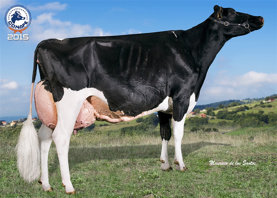 2015: Llera Goldwyn Gala (Llera Her y Alberto Medina, Cantabria/Asturias)