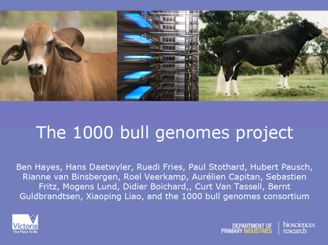 CONAFE colabora con el programa 1000 bull genomes project de secuenciacin y seleccin genmica de vacas holstein