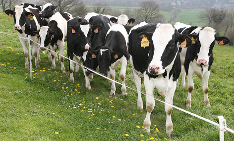 Catalua destina 60.000 euros en ayudas al genotipado de terneras para ganaderas catalanas de vacuno de leche