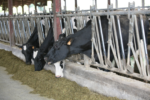 El Gobierno reduce el IRPF a los productores de bovino de leche y cereales entre otros sectores ganadores y agricultores
