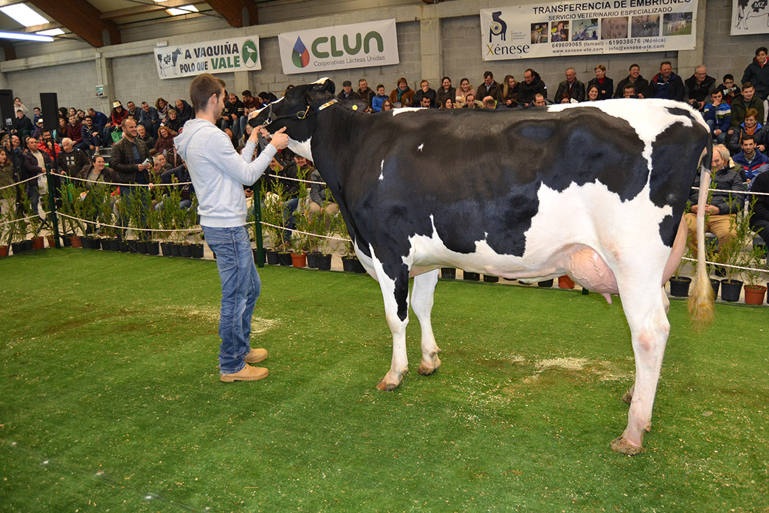 Cundíns Sheira Megasire