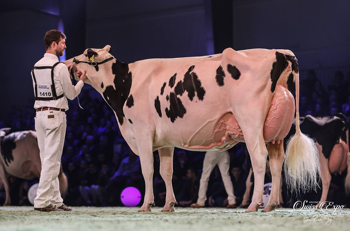 Sunibelle Dempsey Esprit, Vaca Gran Campeona Swiss Expo 2019