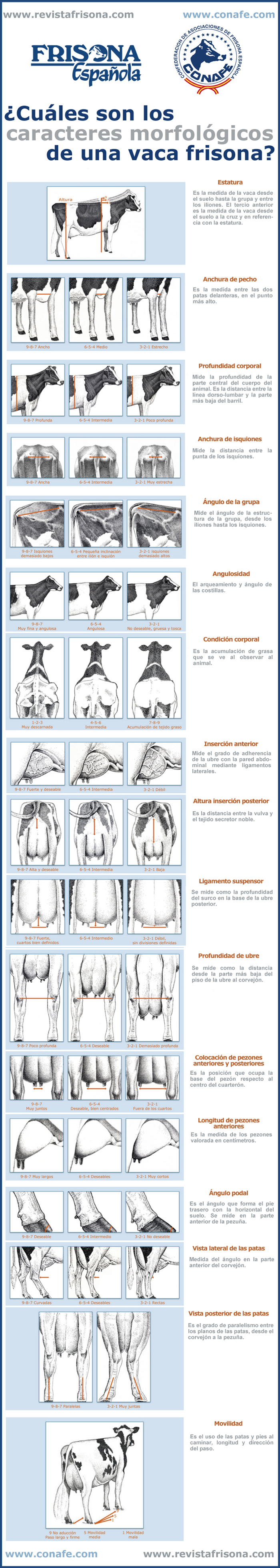 Infografía: ¿Cómo se califica una vaca frisona o vaca holstein?