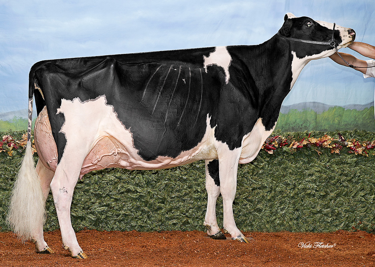 Jacobs Windbrook Aimo, Vaca Gran Campeona de Canadá en el Royal Holstein Show 2018