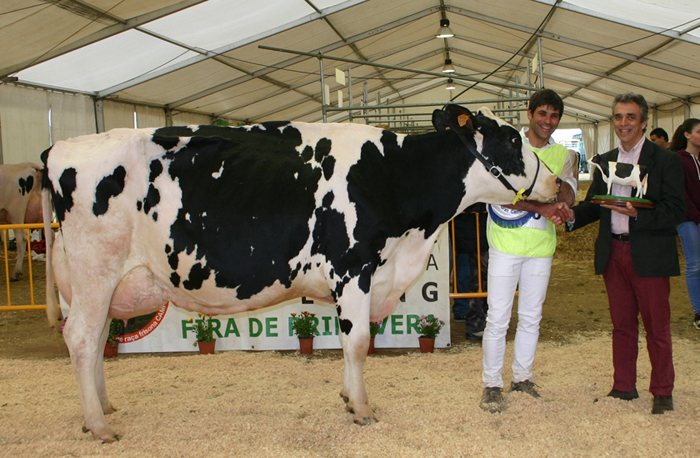 282 Raset Anita Richman, Vaca con Mejor Sistema Mamario del Concurso de Raza Frisona de Campllong