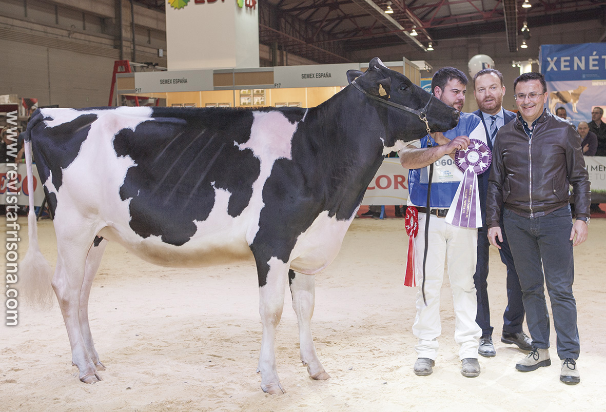 Novilla Gran Campeona de Galicia FEFRIGA 2019