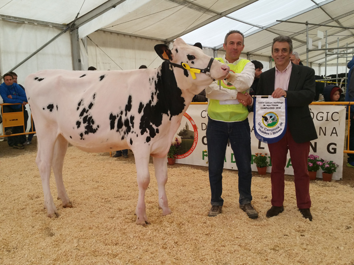 Ternera Gran Campeona del Concurso de Raza Frisona de Campllong