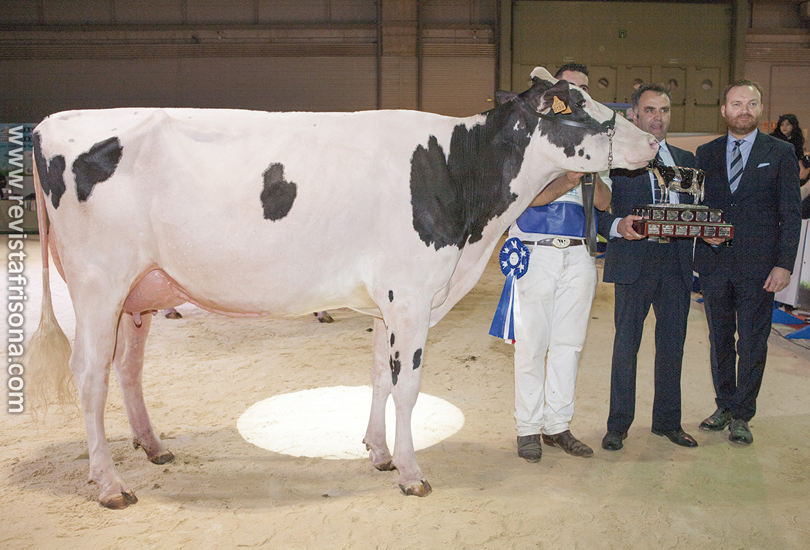 Vaca Gran Campeona de Galicia FEFRIGA 2019