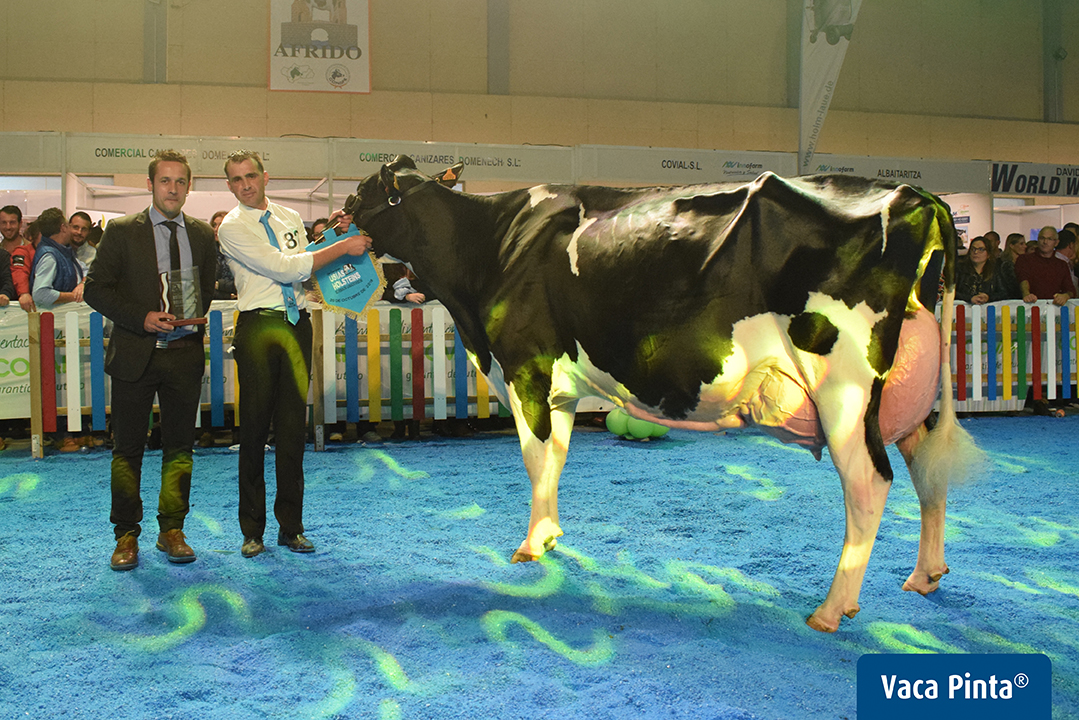 Atalayuela Kampman Reinalda, Vaca Gran Campeona del XI Concurso Morfológico Usías Holstein de Dos Torres