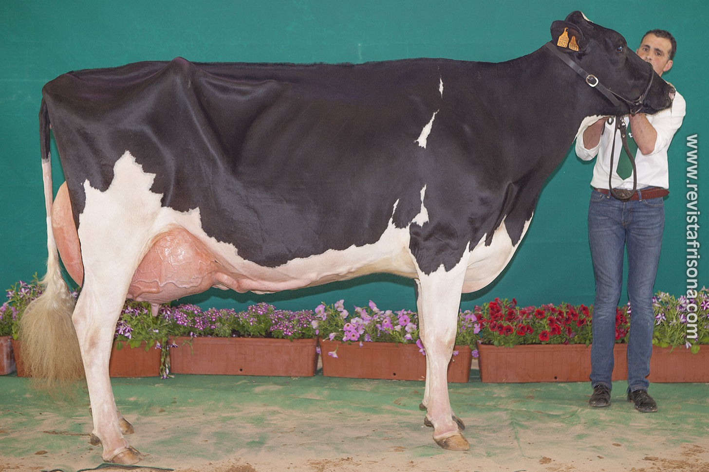 Vaca Gran Campeona de Andalucía 2018