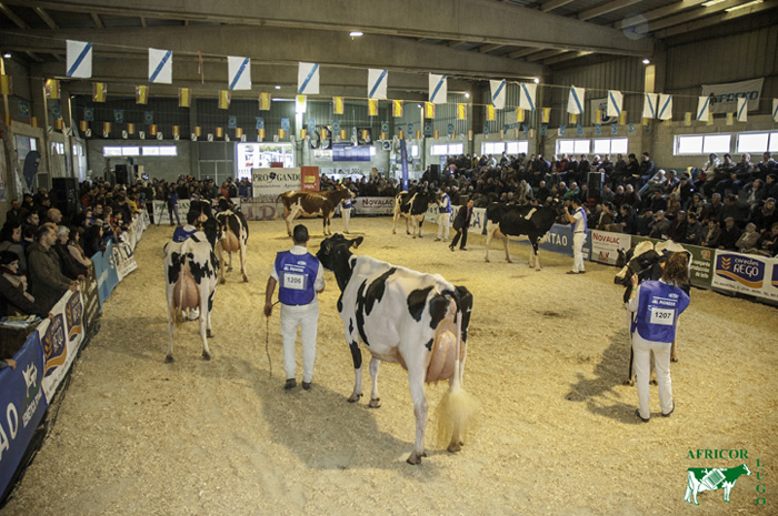 Concurso de Ganado Frisn de Moexmu Muimenta