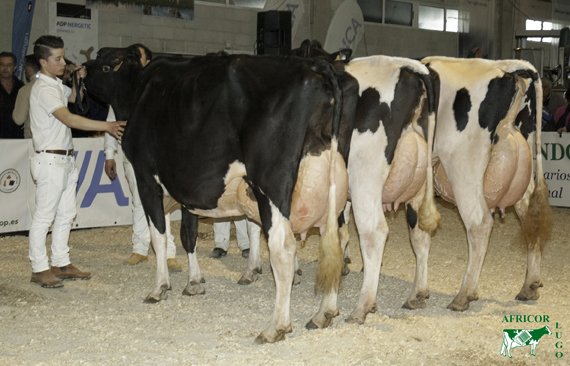 Concurso de Ganado Frisn de Moexmu Muimenta (Lugo)