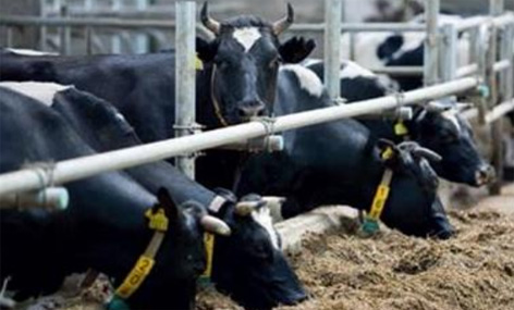 Jornada Tcnica en el IRTA: Uso de nuevas tecnologas en ganado bovino lechero