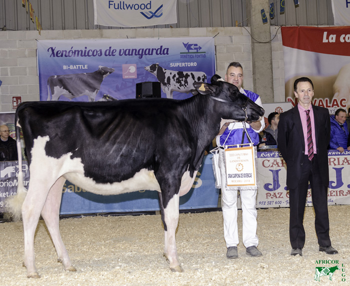 Novilla Campeona del Concurso de Ganado Frisn de Moexmu Muimenta (Lugo)