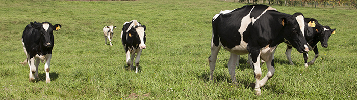 La raza frisona representa el 28% de la cabaa bovina en Asturias, segn el informe de SADEI