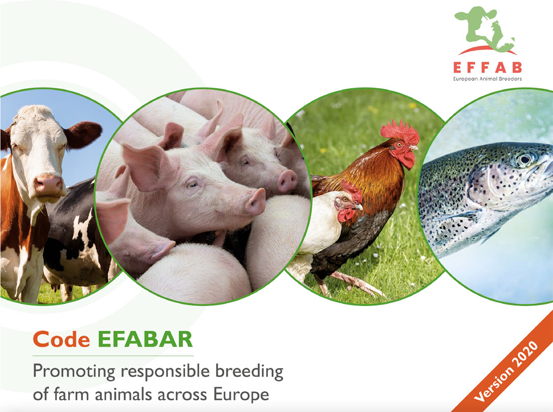 CONAFE adopta el código EFABAR de promoción de la producción animal  responsable