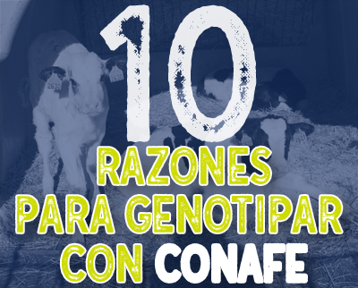 Diez razones por las que genotipar con CONAFE